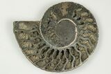 3.1" Cut & Polished, Pyritized Ammonite Fossil - Russia - #198339-2